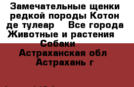 Замечательные щенки редкой породы Котон де тулеар  - Все города Животные и растения » Собаки   . Астраханская обл.,Астрахань г.